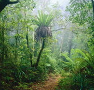 Lamington National Park and OReillys - Tourism Caloundra
