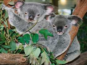 Kuranda Koala Gardens - Tourism Caloundra 2