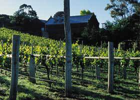 Goona Warra Vineyard - Tourism Caloundra 1