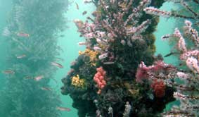 Underwater Sports Diving Centre - Tourism Caloundra 2