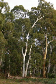 Heysen - The Cedars - Tourism Caloundra 2