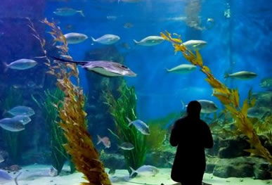 Melbourne Aquarium - Tourism Caloundra 0