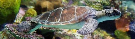 Melbourne Aquarium - Tourism Caloundra 1