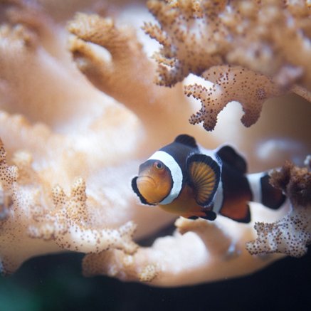 Melbourne Aquarium - Tourism Caloundra 2