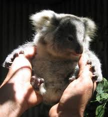 Koala Park Sanctuary - Tourism Caloundra 1