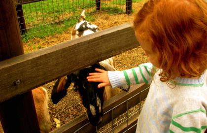 Collingwood Children's Farm - Tourism Caloundra 0