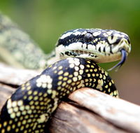 Reptile Encounters - Tourism Caloundra