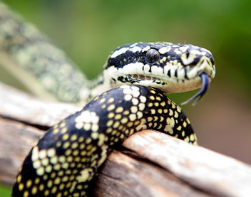 Reptile Encounters - Tourism Caloundra 0
