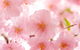 Sakura Day Spa - thumb 1