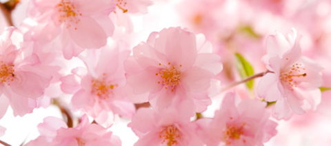 Sakura Day Spa - Tourism Caloundra 1