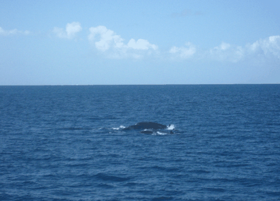 Carlo Fishing Charters - Tourism Caloundra 1