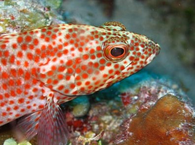 Snorkel Safari Brisbane - Tourism Caloundra 3