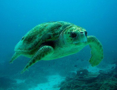 Snorkel Safari Brisbane - Tourism Caloundra 4