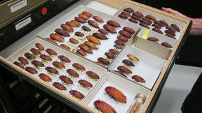 Western Australian Museum - Tourism Caloundra 1