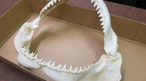 Western Australian Museum - Tourism Caloundra 2