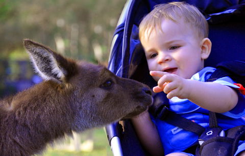 Australian Reptile Park - Tourism Caloundra 6
