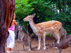 Birdland Animal Park - Tourism Caloundra 4