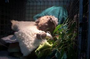 Jirrahlinga Koala & Wildlife Sanctuary - Tourism Caloundra 3