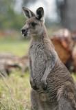 Jirrahlinga Koala & Wildlife Sanctuary - Tourism Caloundra 4