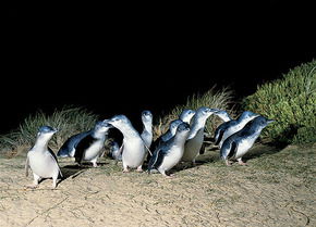 Phillip Island Penguin Parade - Tourism Caloundra 3