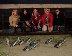 Phillip Island Penguin Parade - Tourism Caloundra 4