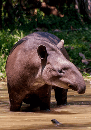 Alma Park Zoo - Tourism Caloundra 4