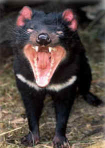 Zoo Doo Wildlife Park - Tourism Caloundra 4