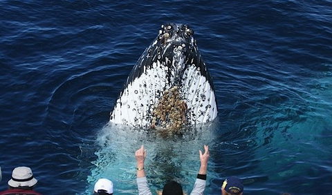 Spirit Of Gold Coast Whale Watching - Tourism Caloundra 1