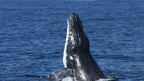 Spirit Of Gold Coast Whale Watching - Tourism Caloundra 3