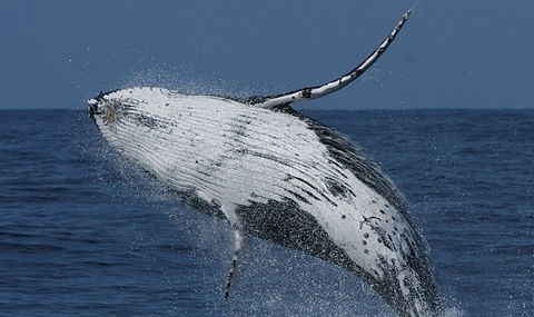 Spirit Of Gold Coast Whale Watching - Tourism Caloundra 4