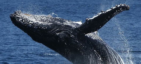 Spirit Of Gold Coast Whale Watching - Tourism Caloundra 5
