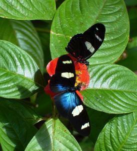 Butterfly Farm - Tourism Caloundra 4