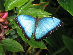 Butterfly Farm - Tourism Caloundra 5