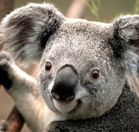 Potoroo Palace - Tourism Caloundra