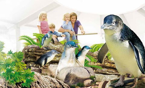 Manly SEA LIFE Sanctuary - Tourism Caloundra 1