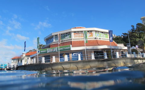 Manly SEA LIFE Sanctuary - Tourism Caloundra 2
