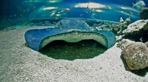 Manly SEA LIFE Sanctuary - Tourism Caloundra 3