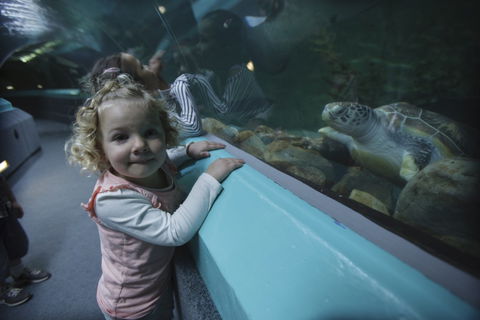 Manly SEA LIFE Sanctuary - Tourism Caloundra 4