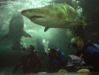 Manly SEA LIFE Sanctuary - Tourism Caloundra 5