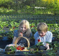 Blue Hills Berries  Cherries - Tourism Caloundra