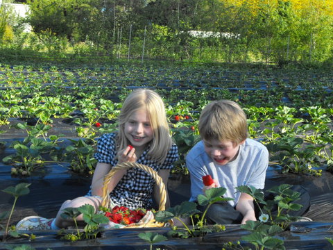 Blue Hills Berries & Cherries - Tourism Caloundra 0