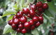 Blue Hills Berries & Cherries - thumb 2