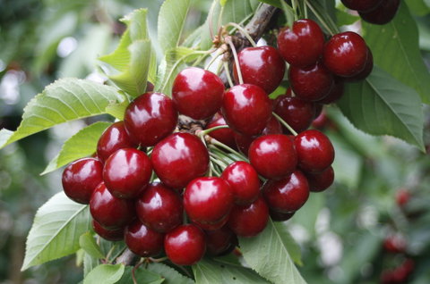 Blue Hills Berries & Cherries - Tourism Caloundra 2