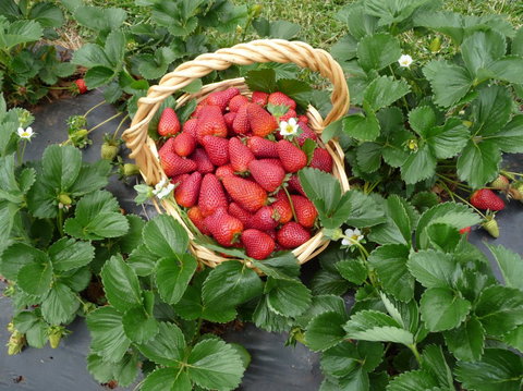 Blue Hills Berries & Cherries - Tourism Caloundra 3