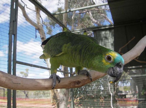 Darling Downs Zoo - Tourism Caloundra 1