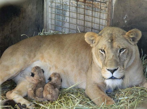 Darling Downs Zoo - Tourism Caloundra 2