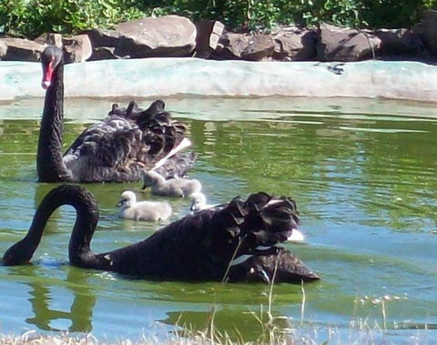 Darling Downs Zoo - Tourism Caloundra 3