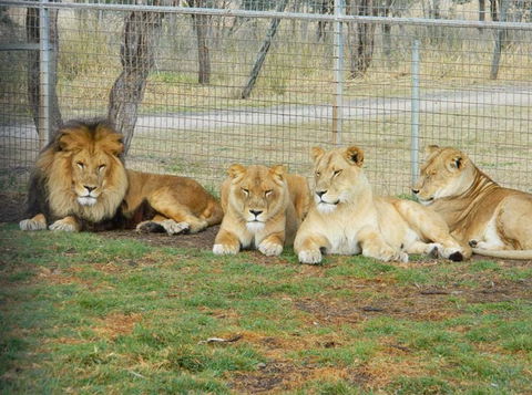 Darling Downs Zoo - Tourism Caloundra 4