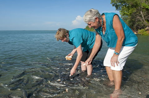 Aquascene Fish Feeding Sanctuary - Tourism Caloundra 0
