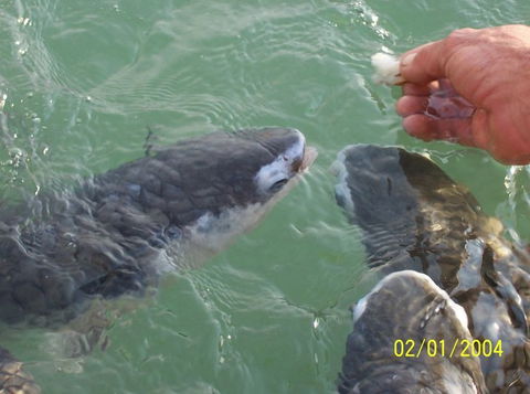 Aquascene Fish Feeding Sanctuary - Tourism Caloundra 2